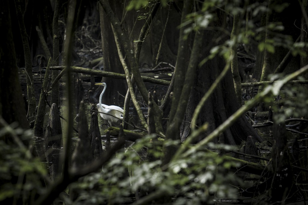 Fly Away, Florida Bird